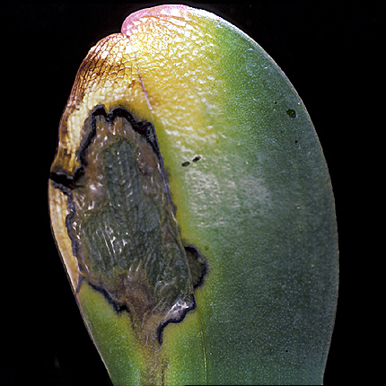 Bacterial leaf spot