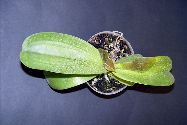 Bacterial brown rot