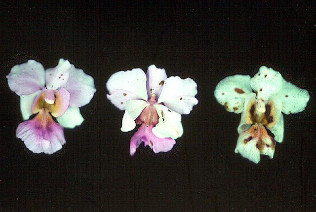 Petal blight