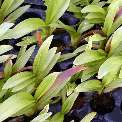 Bacterial leaf blight and rot