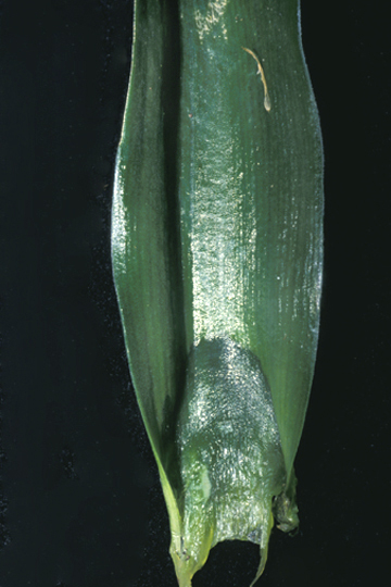 Basal rot