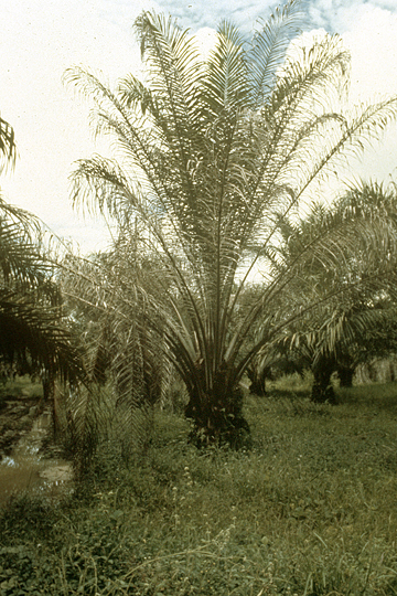 Sudden death (Wilt)