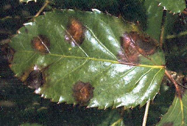 Bacterial leaf spot