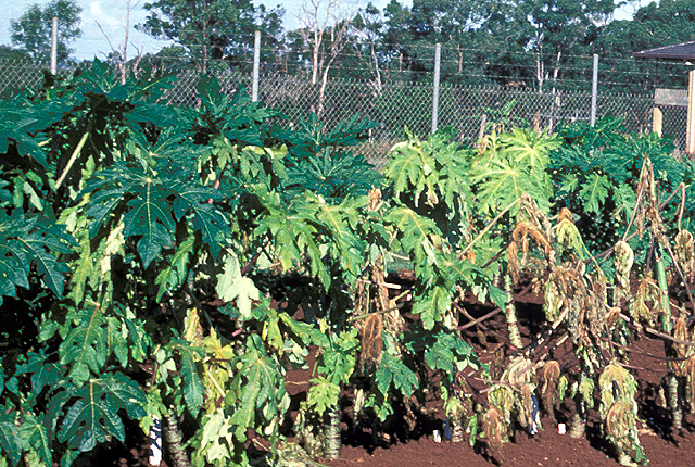 Papaya dieback