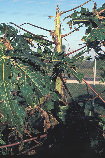 Papaya dieback