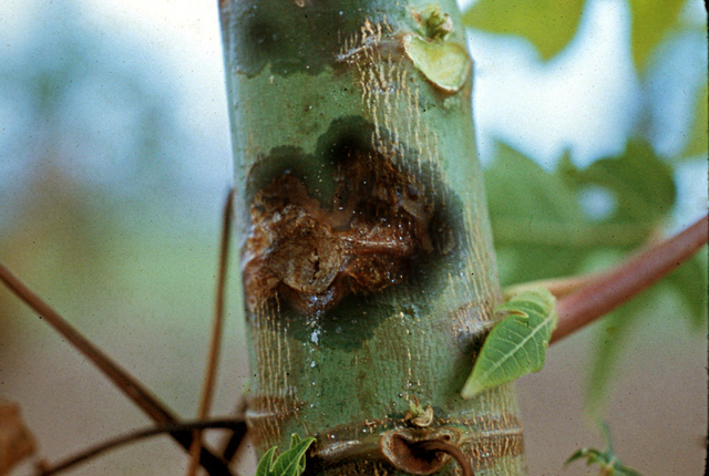 Bacterial mushy canker