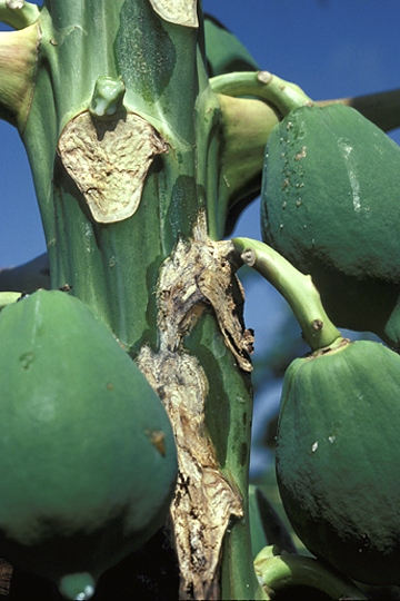Bacterial decline
