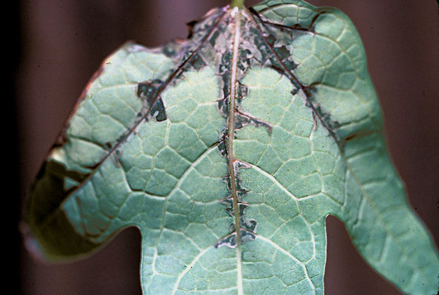 Bacterial decline