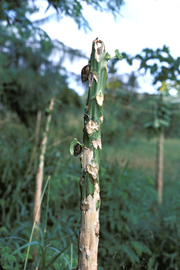 Bacterial decline