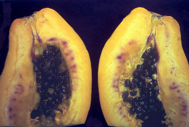 Purple stain
