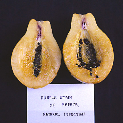 Purple stain