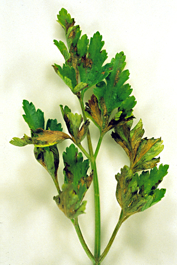 Bacterial leaf spot and blight