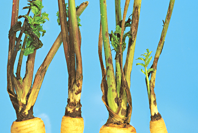 Bacterial blight