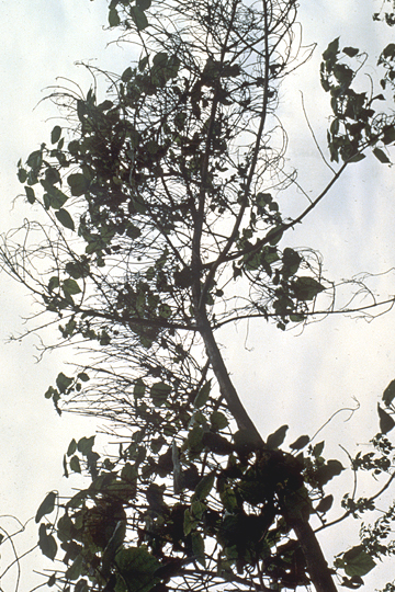 Witches'-broom