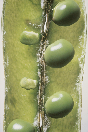 Bacterial blight