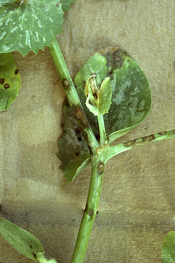 Bacterial blight