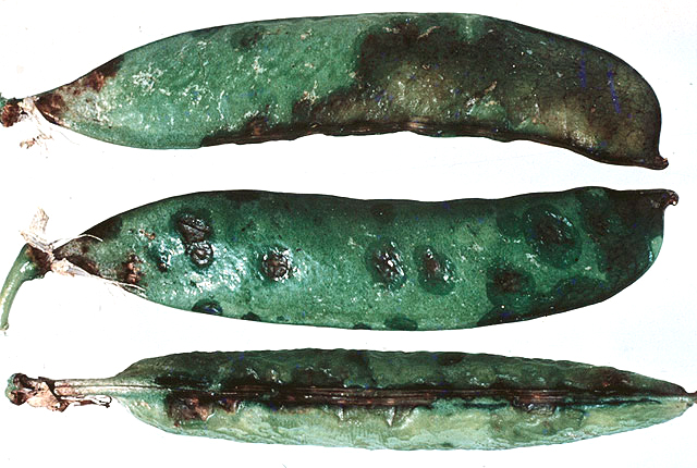 Bacterial blight