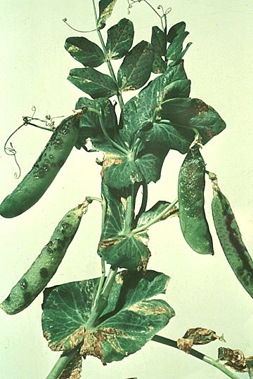 Bacterial blight