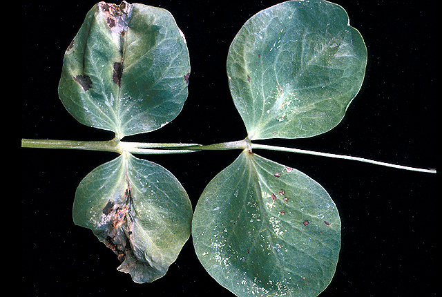 Bacterial blight