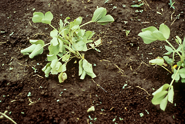 Bacterial wilt