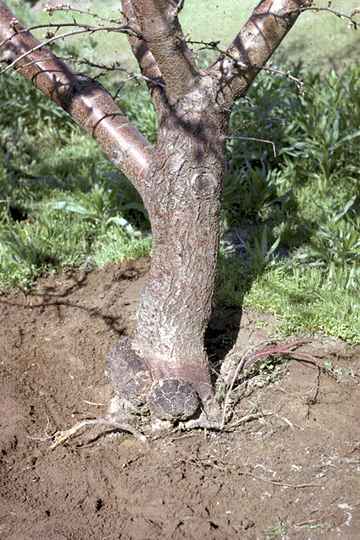 Crown gall