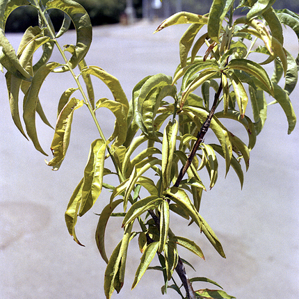 X-disease (Peach yellow leaf roll)
