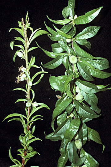 X-disease