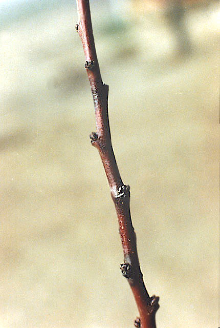 Bacterial dieback of peach