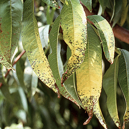 Bacterial spot