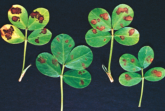 Bacterial leaf spot