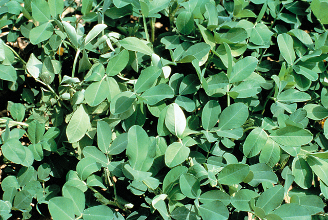 Bacterial wilt