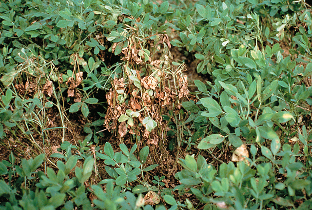 Bacterial wilt