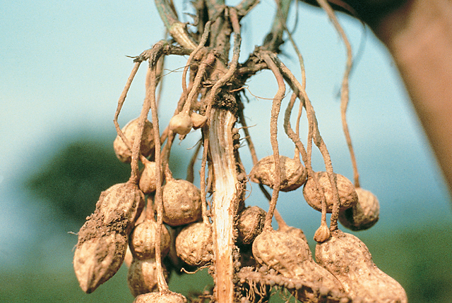 Bacterial wilt