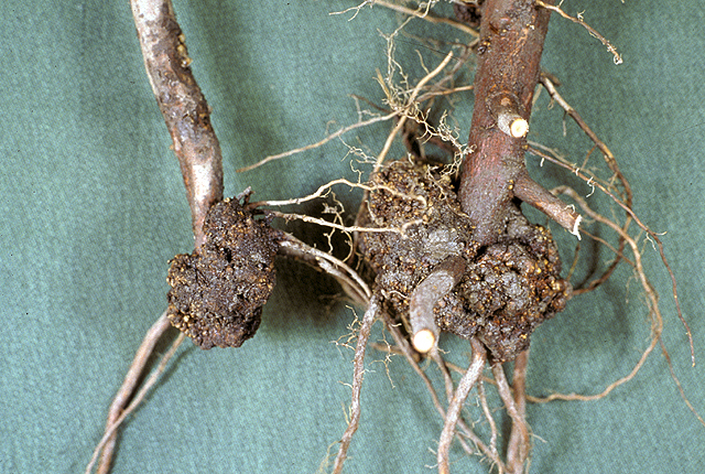 Crown gall