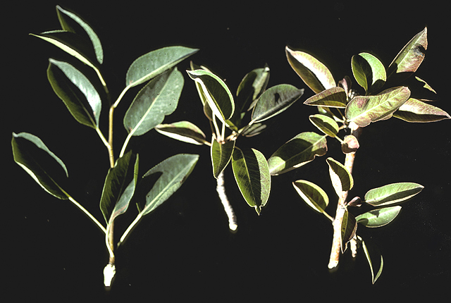 Pear decline