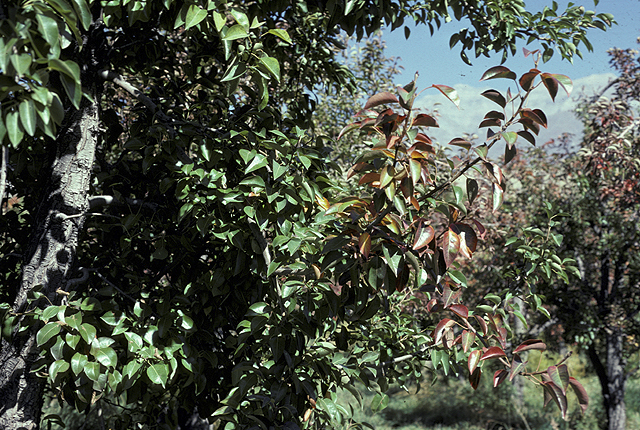 Pear decline