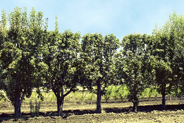 Pear decline