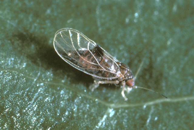 Pear decline