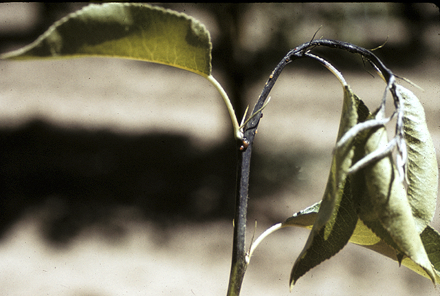 Fire blight
