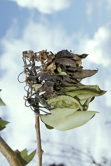 Fire blight