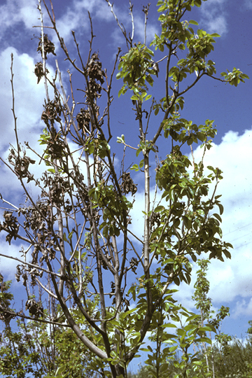 Fire blight