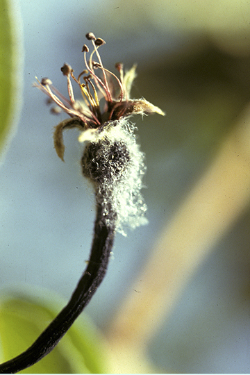Fire blight