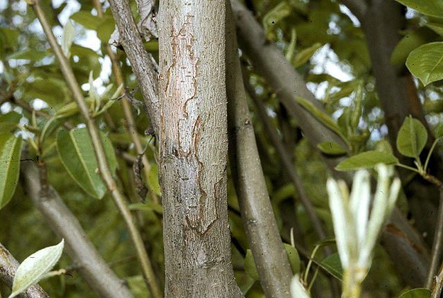 Fire blight