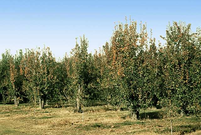 Pear decline