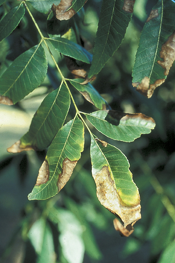 Bacterial leaf scorch