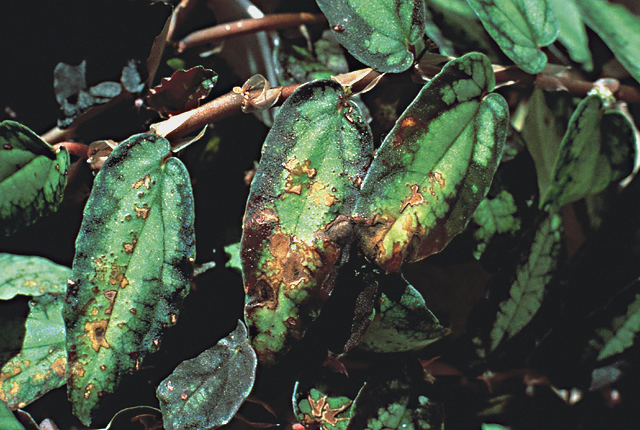 Bacterial leaf spot