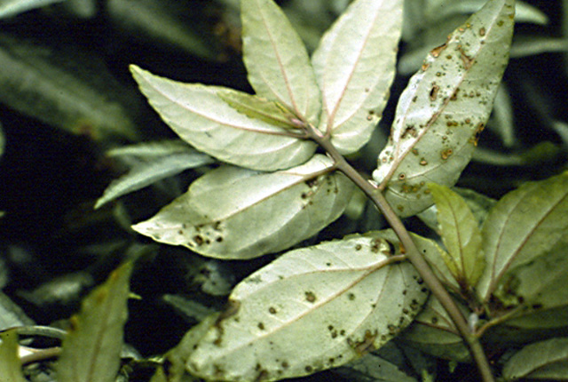 Bacterial leaf spot