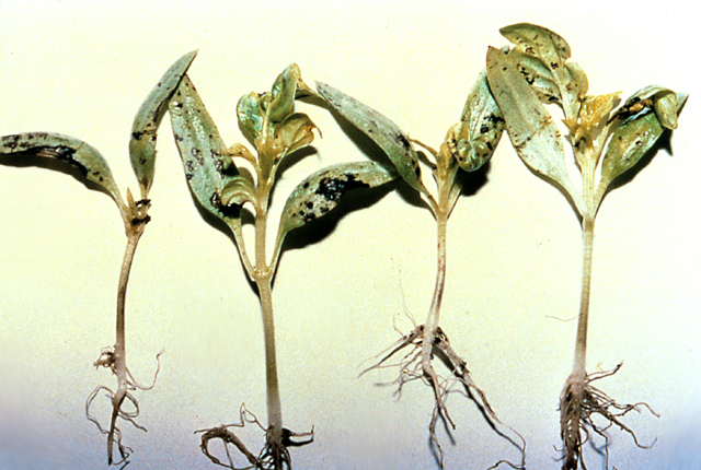 Syringae seedling blight and leaf spot