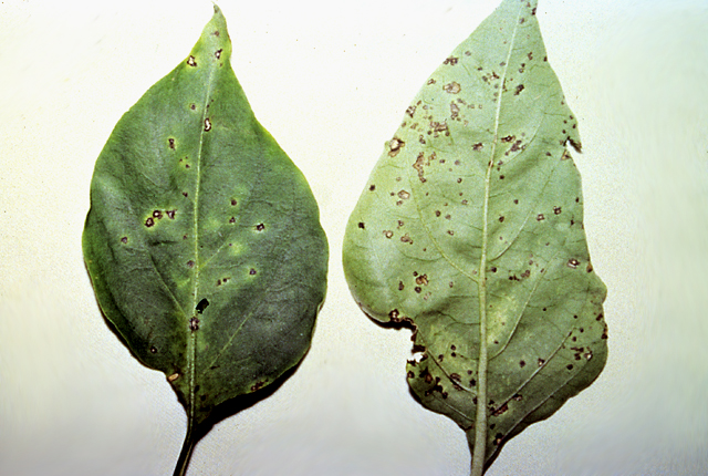 Bacterial spot