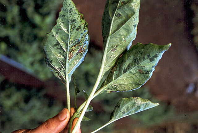 Bacterial spot